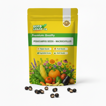 Podocarpus Seeds – Macrophyllus