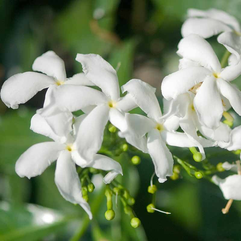 Poet’s Jasmine Seeds