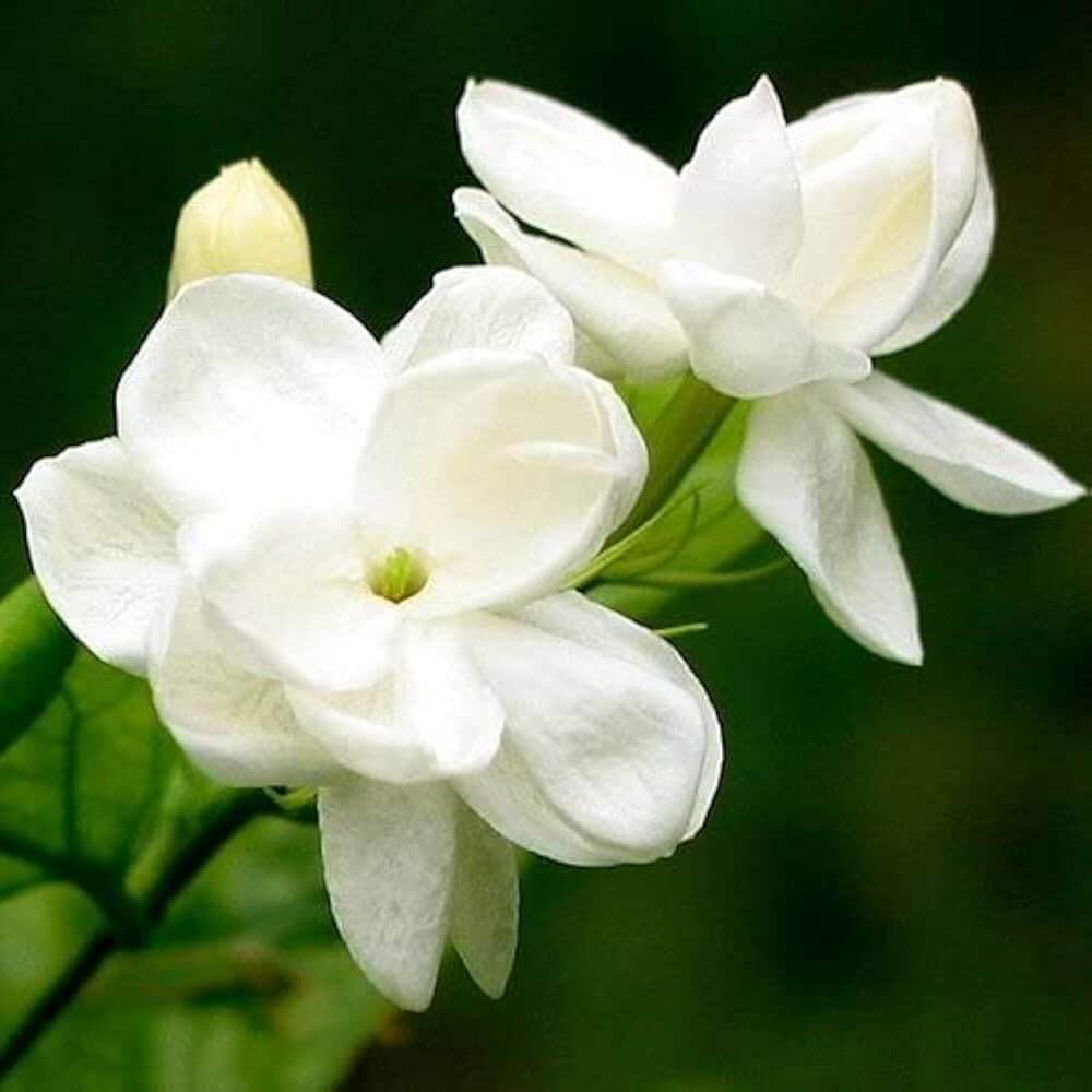 Poet’s Jasmine Seeds