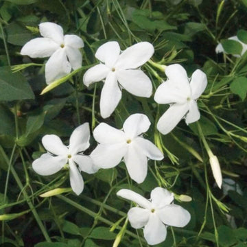 Poet’s Jasmine Seeds