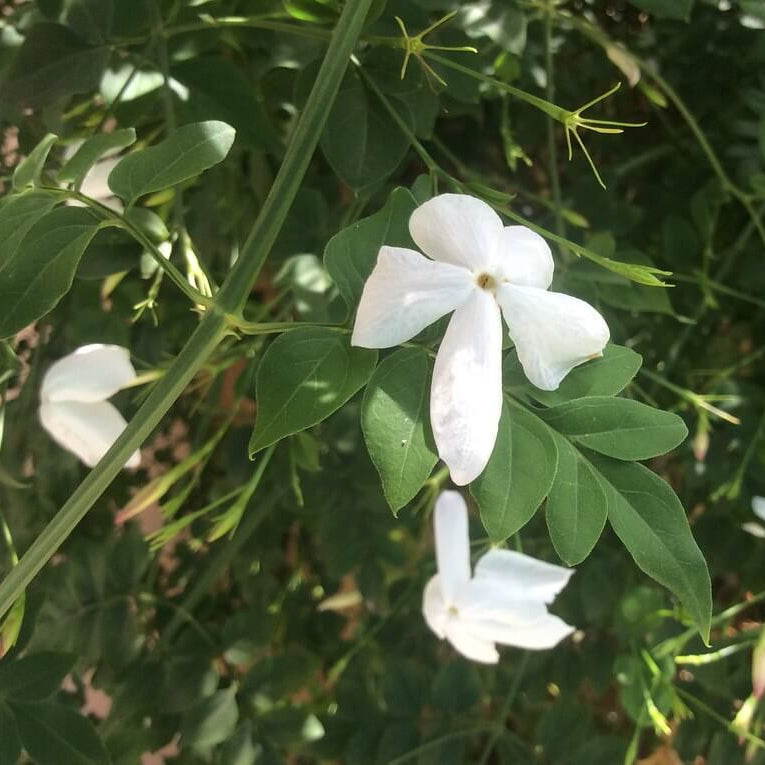 Poet’s Jasmine Seeds