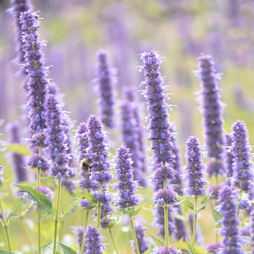 Pogostemon Patchouli Seeds