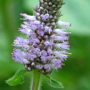 Pogostemon Patchouli Seeds