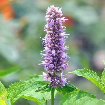 Pogostemon Patchouli Seeds