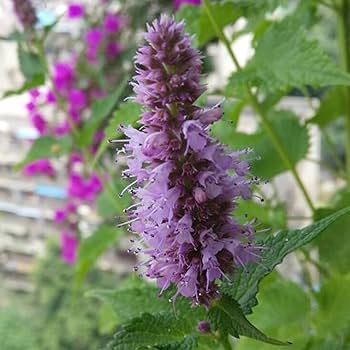 Pogostemon Patchouli Seeds