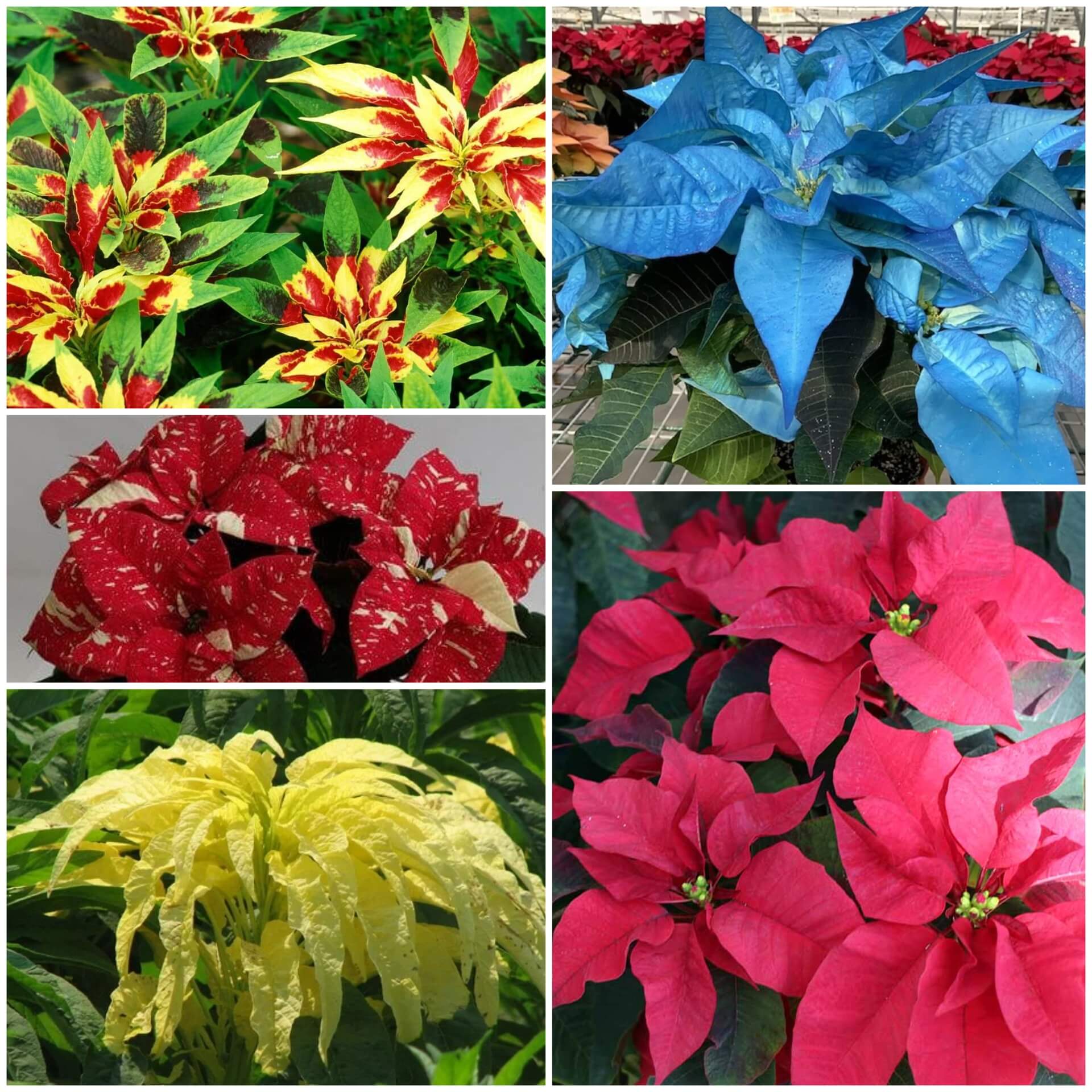 Poinsettia Seeds - All In One For Home Gardens