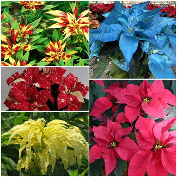 Poinsettia Seeds - All In One For Home Gardens