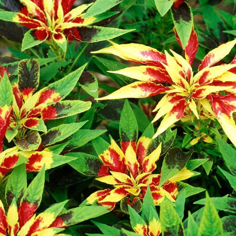Poinsettia Seeds - All In One For Home Gardens