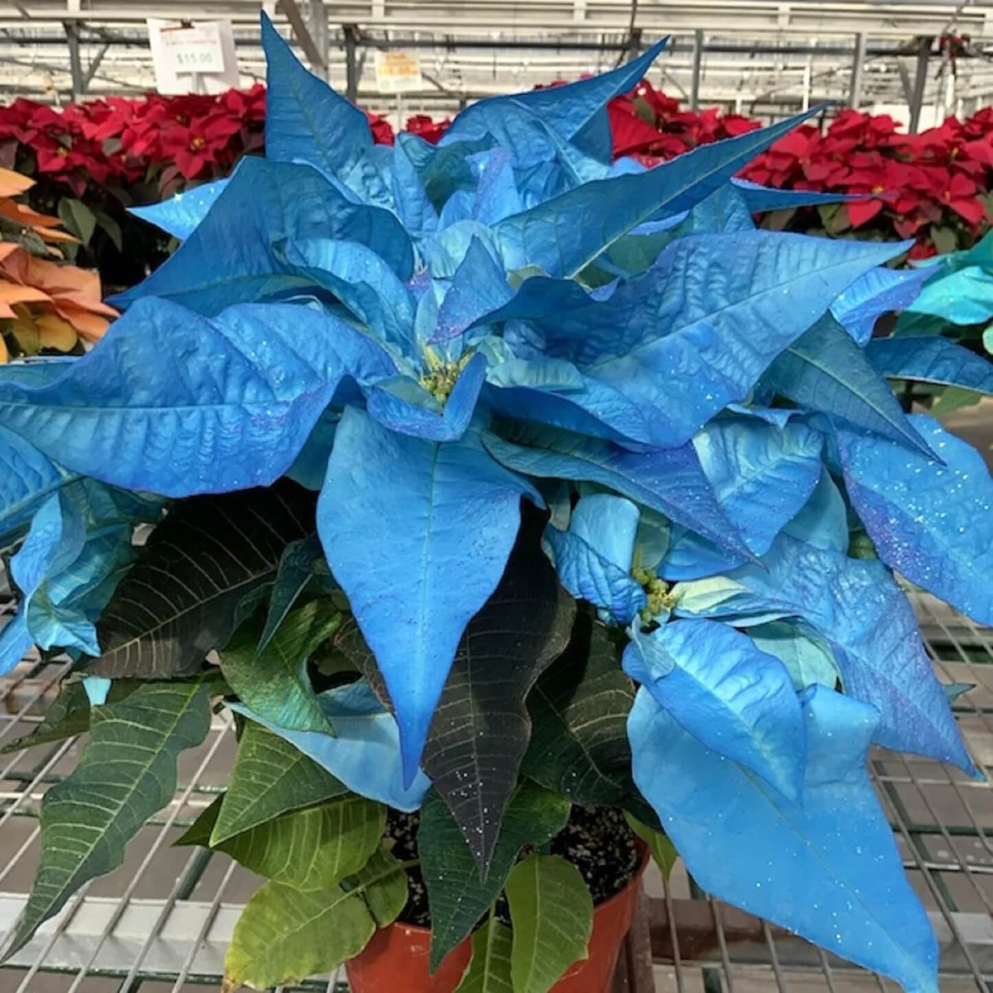Poinsettia Seeds - All In One For Home Gardens