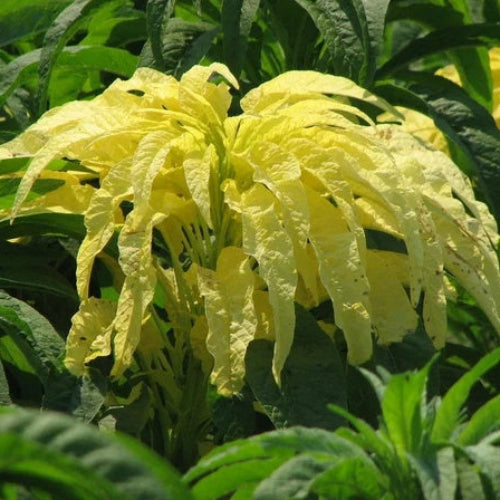 Poinsettia Seeds - All In One For Home Gardens