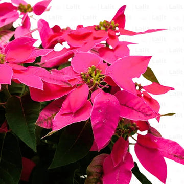 Poinsettia Seeds