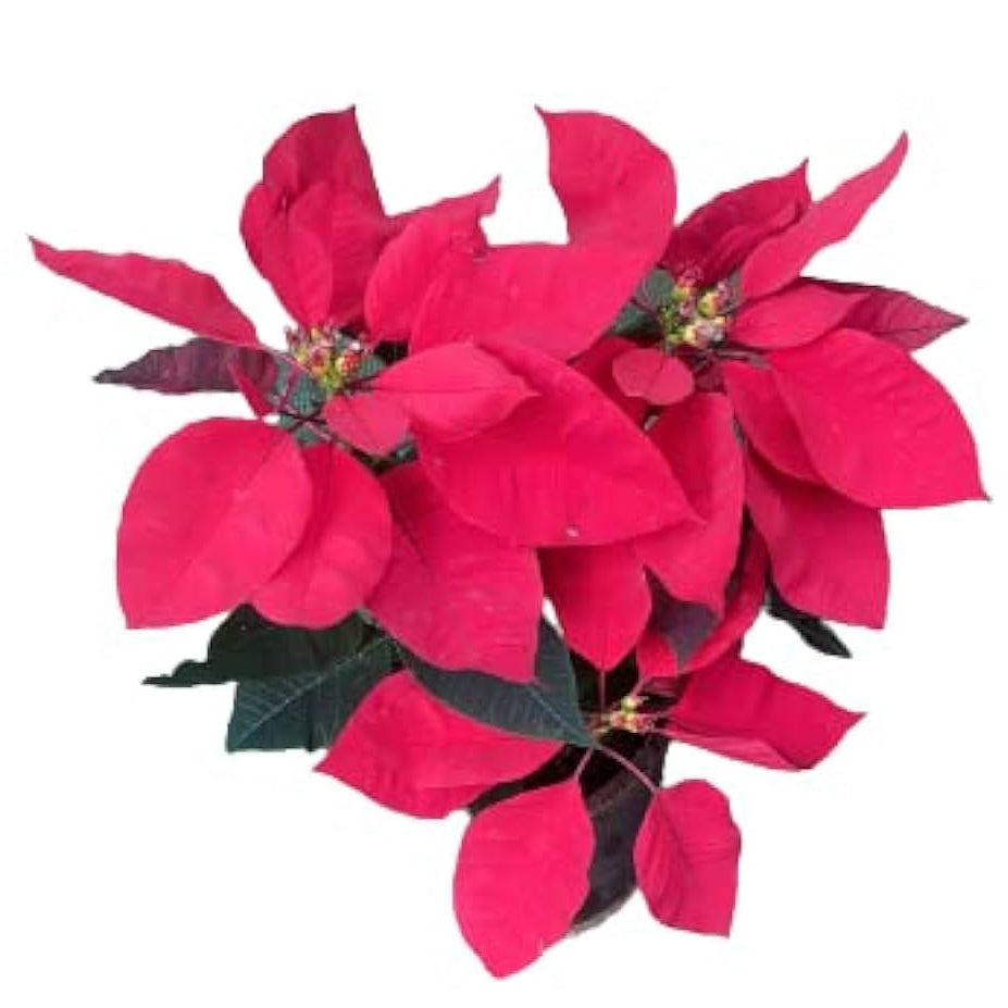 Poinsettia Seeds