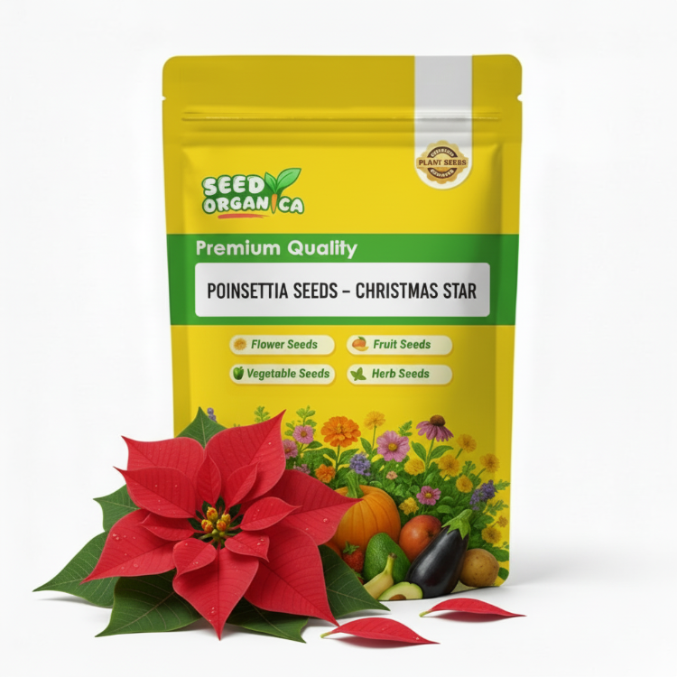 Poinsettia Seeds – Christmas Star