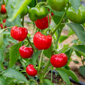 Doux D'Espagne Pimento Pepper Seeds – Vegetable Plant