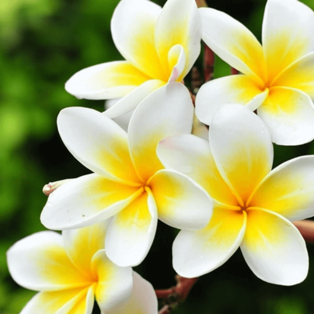 Polanisia Dodecandra Seeds – Wildflower Garden