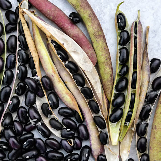 Pole Bean Seeds – Black Turtle