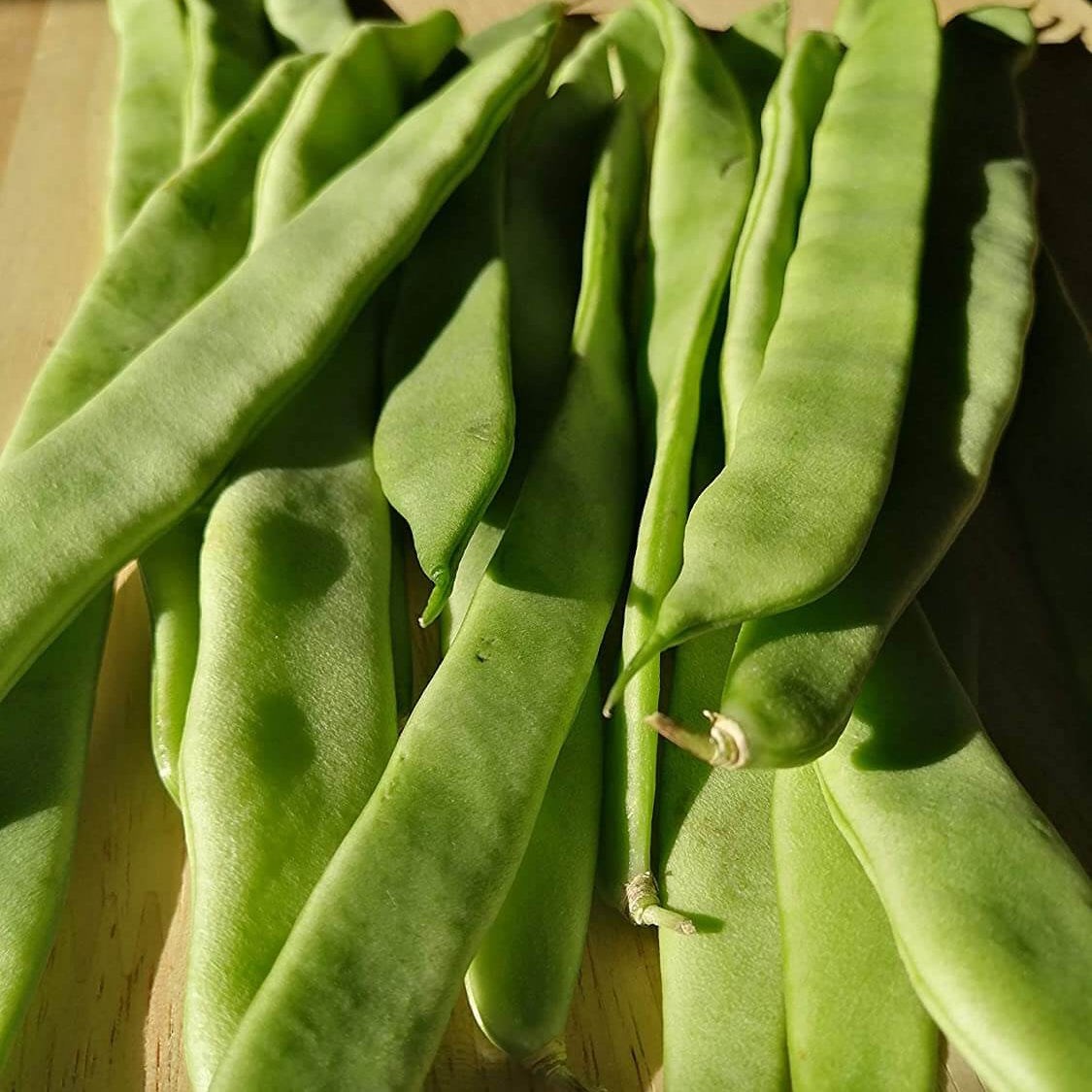 Pole Bean Seeds – Green Romano