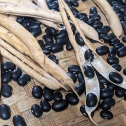 Pole Bean Seeds – Black Turtle