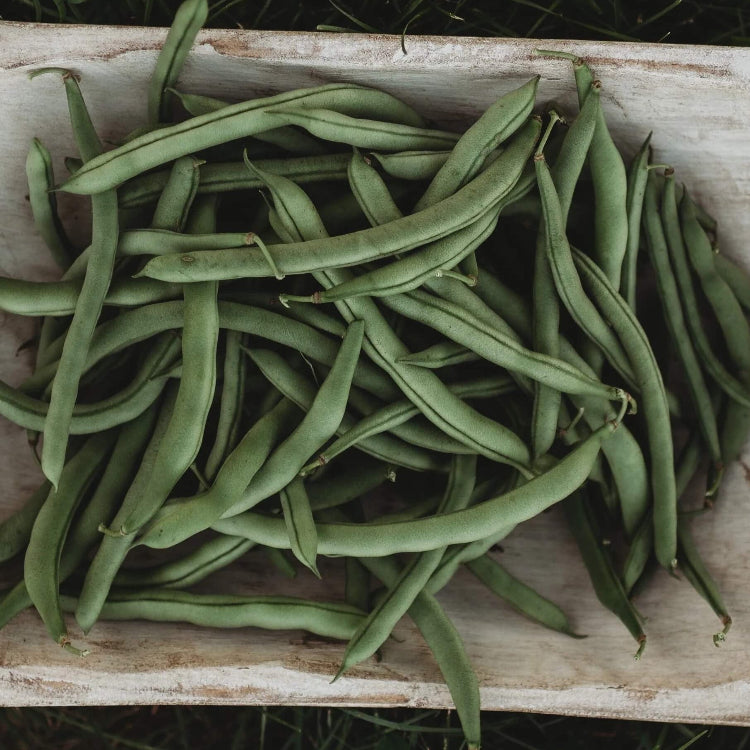 Pole Bean Seeds – Blue Lake