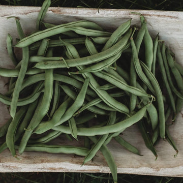 Pole Bean Seeds – Blue Lake