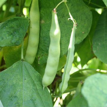Pole Bean Seeds – Green Romano