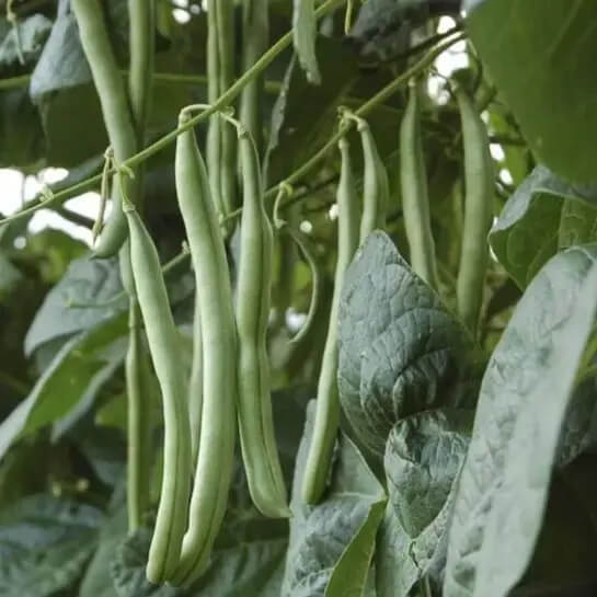 Pole Bean Seeds