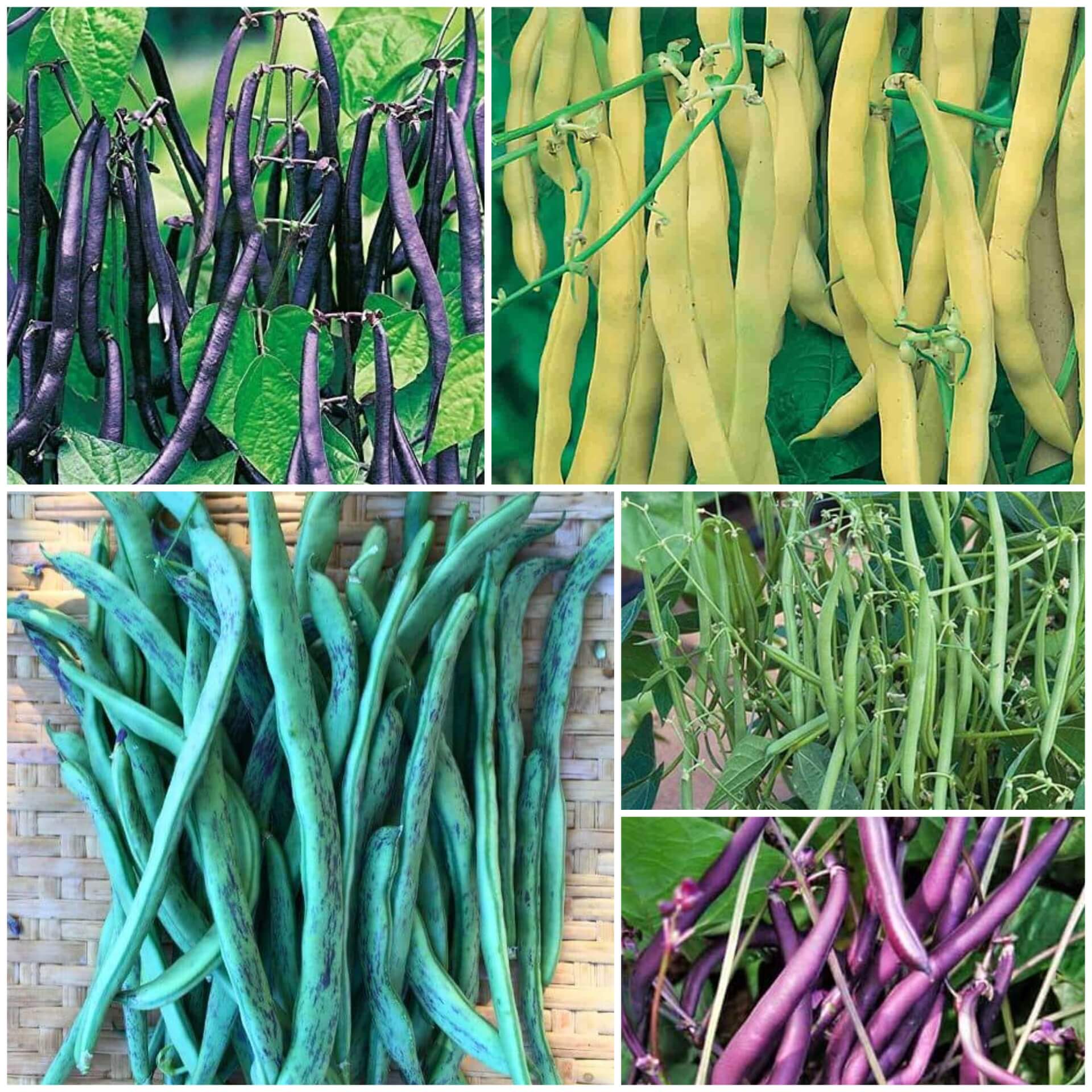 Pole Bean Seeds - All In One For Home Gardens