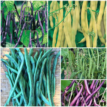 Pole Bean Seeds - All In One For Home Gardens