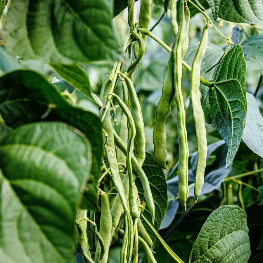Pole Bean Seeds - All In One For Home Gardens
