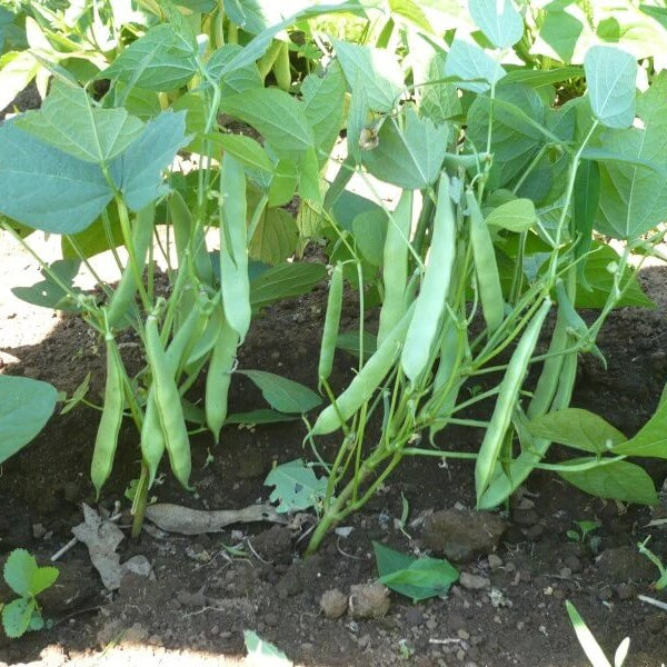 Pole Bean Seeds - All In One For Home Gardens
