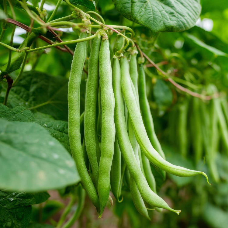 Pole Bean Seeds - All In One For Home Gardens