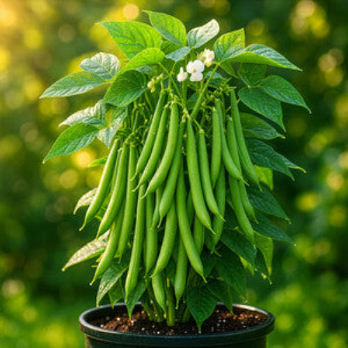 Pole Bean Seeds - All In One For Home Gardens