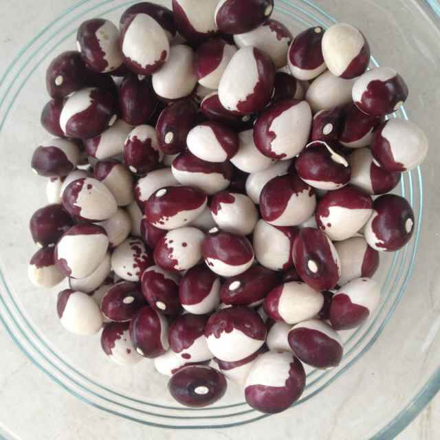 Pole Bean Seeds - All In One For Home Gardens