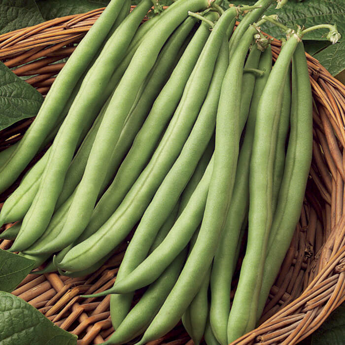 Pole Bean Seeds – Blue Lake