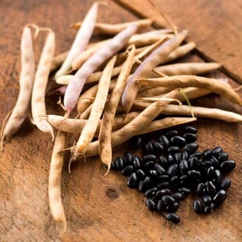Pole Bean Seeds – Black Turtle