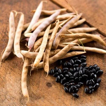 Pole Bean Seeds – Black Turtle