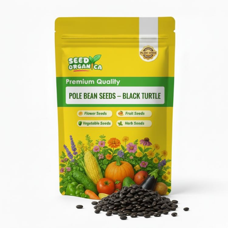 Pole Bean Seeds – Black Turtle