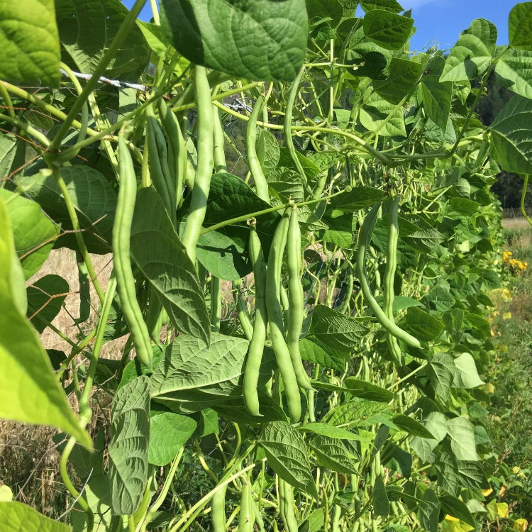 Pole Bean Seeds – Blue Lake