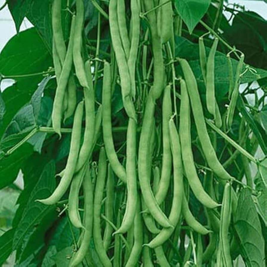 Pole Bean Seeds – Missouri Wonder