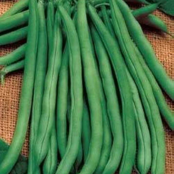 Pole Bean Seeds – Missouri Wonder