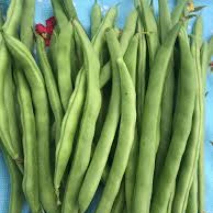 Pole Bean Seeds – Missouri Wonder