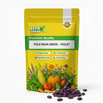 Pole Bean Seeds – Violet