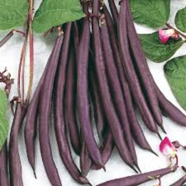 Pole Bean Seeds – Violet