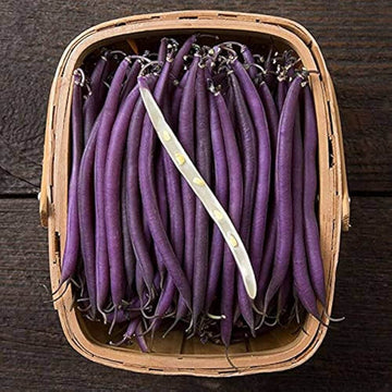 Pole Bean Seeds – Violet