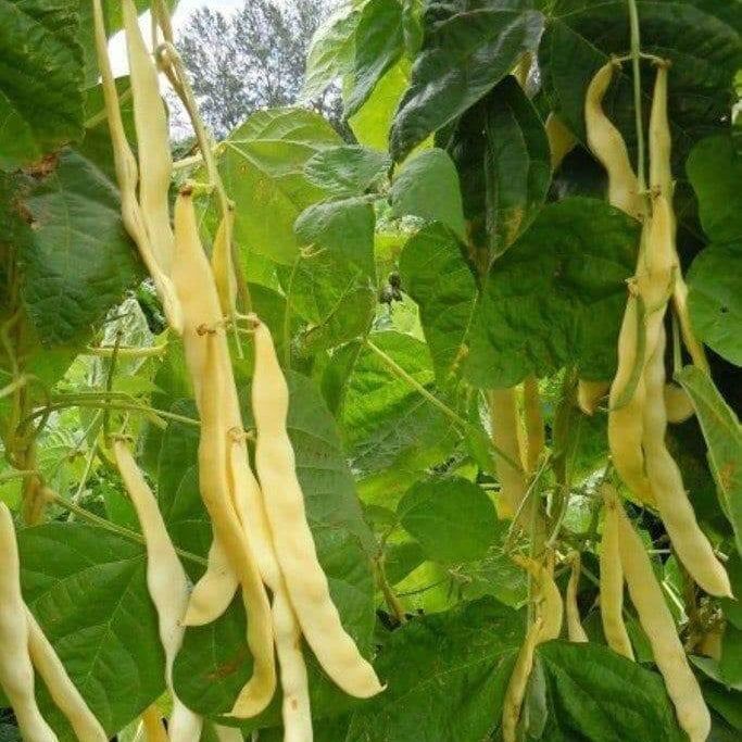 Pole Bean Seeds – Yellow Black Bacau
