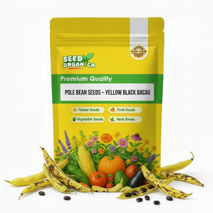 Pole Bean Seeds – Yellow Black Bacau