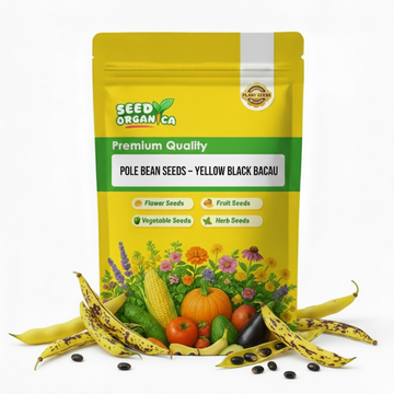 Pole Bean Seeds – Yellow Black Bacau