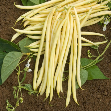 Pole Bean Seeds – Yellow Black Bacau