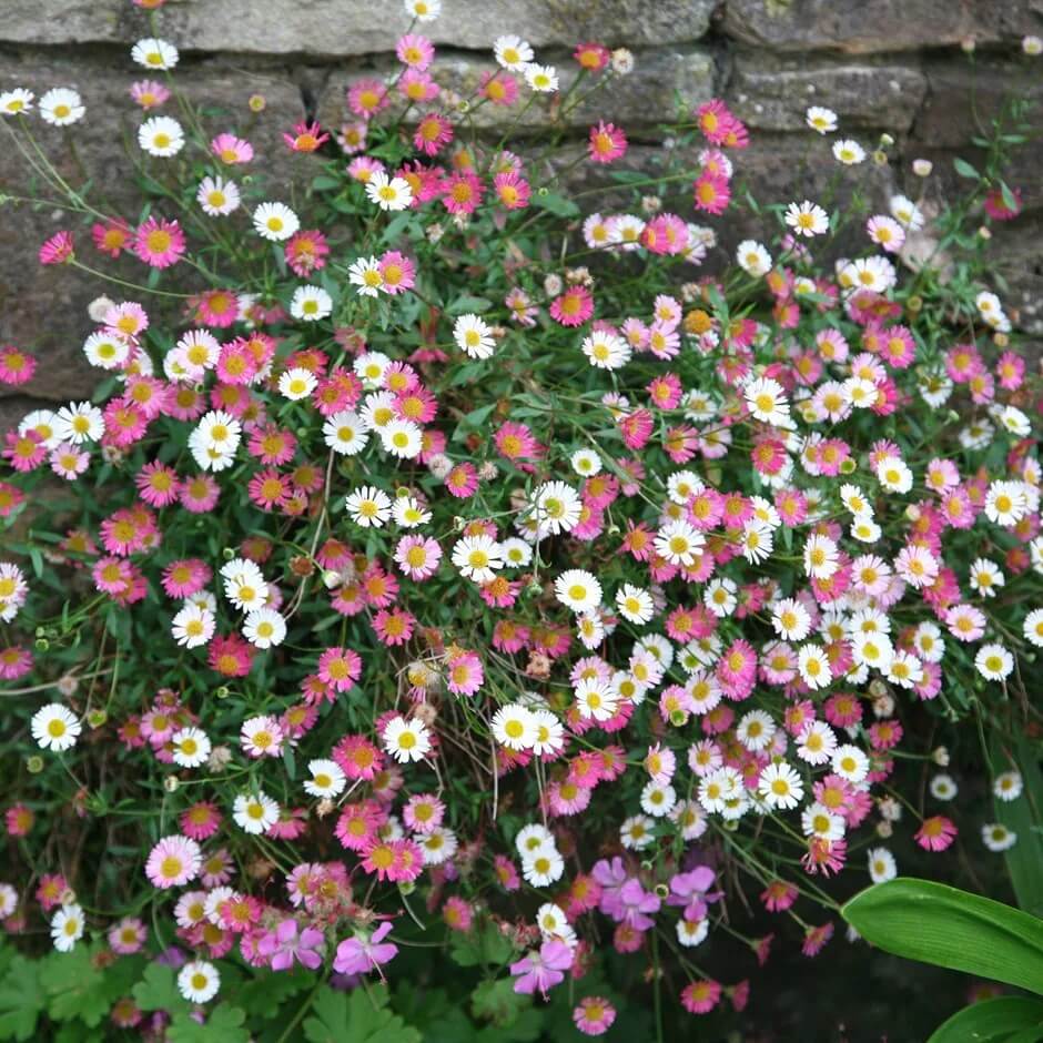 Pollinator Daisy Seeds