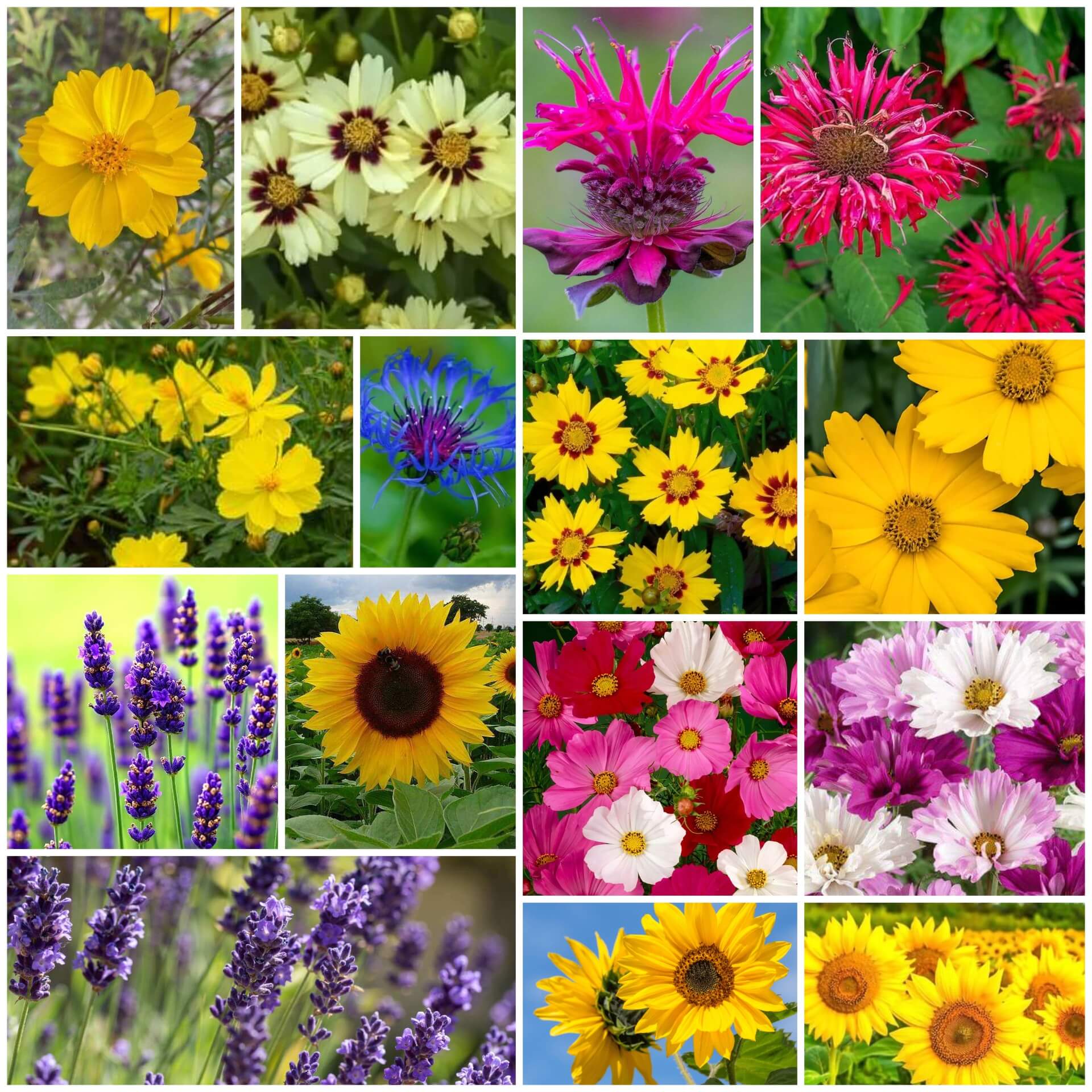 Pollinator Garden Kit